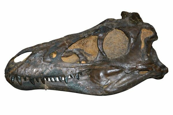 Nanotyrannus lancensis skull (60 cm), Late Cretaceous of Montana, USA. CMNH 5741, Cleveland Museum of Natural History.